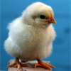 楓🐥🍰