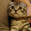 ひろにゃあ😺🩵