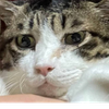 くろろ