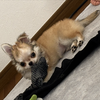 ぴっぴ