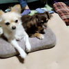 🫰🤟Tadashi🐶🐾🔥