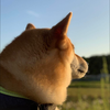 けんけん