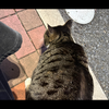 nenekoko💍🐈ゆうかちゃんなう