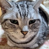 くきたんたん