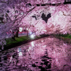 🌸💜⋆͛夜桜🌸💜‪🎤🐈‍⬛🪽💜⋆͛ 