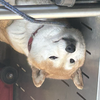 りゅま