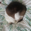 玄人(くろうと)