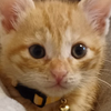 ゆき