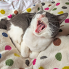 しっぽ