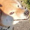 ピア🍀🐕
