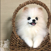 ポン太#Nutsゆちゃん🐆🤎のペット🐶