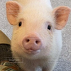 SEIブー🐽