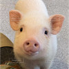 SEIブー🐽