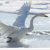 🦢白鳥🦢‪𓈒𓏸