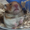 なまけもののはむすたー