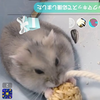 まっくん