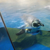 ペンギン好きな妖精ずんだもん🐧