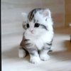 龍修健太💜🎤🐈‍⬛🪽永遠激神推し💜⋆͛  