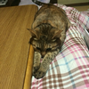 おでちゃん
