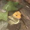 野菜