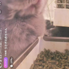 ニャー