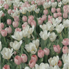 りり🌷‎🎧