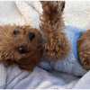 🧵アッキー🐕🐇🌙