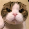 しー