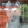 すず
