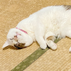 まつみ