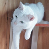 🎀ｍｙねこ®️💚🐟🎀みく𓏲𓎨‎🤍