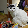 ケンタ🍙🐈🐈‍⬛⛩️⛴️🐟🐬🐋🐳🦑🐙