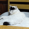 ケンタ🍙🐈🐩🐑🐔🫶🏻💓