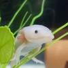 ﾕｲ