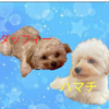 モス🌺💙 【り〜ちょぱ🌺💙MMT】⠀