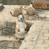 莉沙
