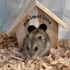 nico🐹（💖🫧ナツナ_JC1🫧💖MG）