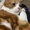 みつき