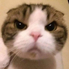 ﾊﾛｽｹ太郎🐈‍⬛🎀