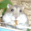 みやっこ