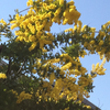 mimosa 