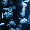oto