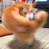 ムキムキワンコ