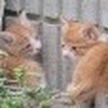 ちゃとら
