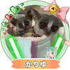 かりゆ🐵🐶🙊