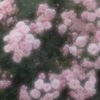 ふくまる🐈‍⬛ ͗🩵