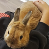 ちょこるーく