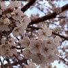 みちこ🌸