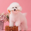 芙侑(ふう)