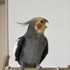 ちびぃー